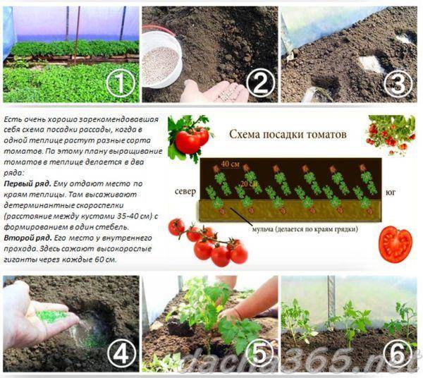 Календарь высадки рассады помидор в теплицу в мае 2020 года