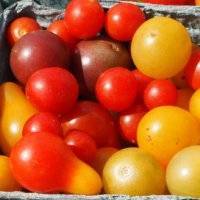 Помидоры «челнок» - описание сорта, агротехника выращивания