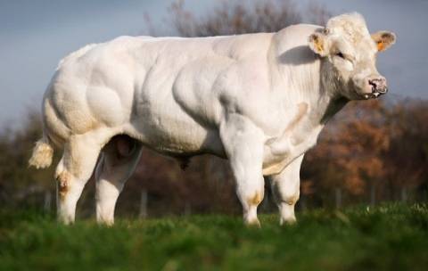 Как лечить мастит у коров народными средствами?