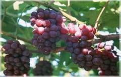 Виноград азалия: описание сорта, фото и отзывы садоводов