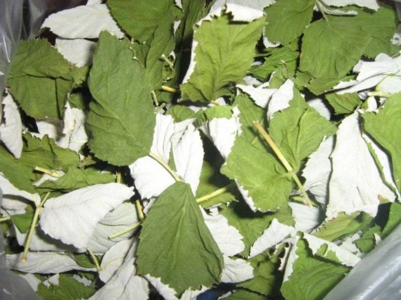 Когда собирать и как правильно сушить листья смородины на зиму для чая