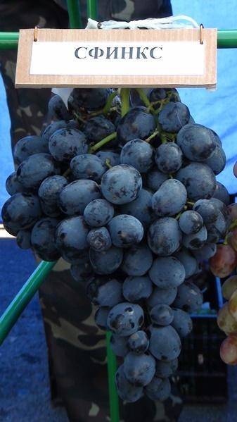 Описание сорта винограда сфинкс: фото и отзывы | vinograd-loza