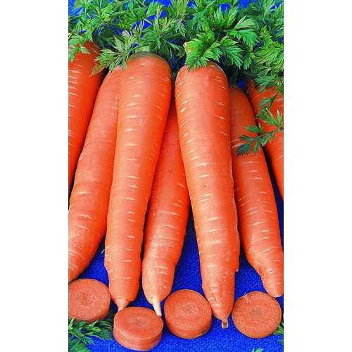 Морковь вита лонга: описание, фото, характеристика, особенности выращивания