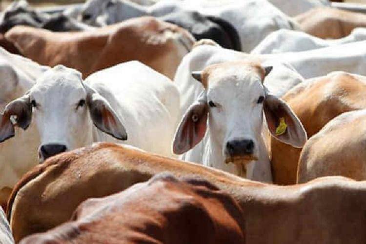 Как лечить ацидоз у коров