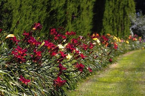 Фото с описаниями популярных сортов лилейника для выращивания в саду
