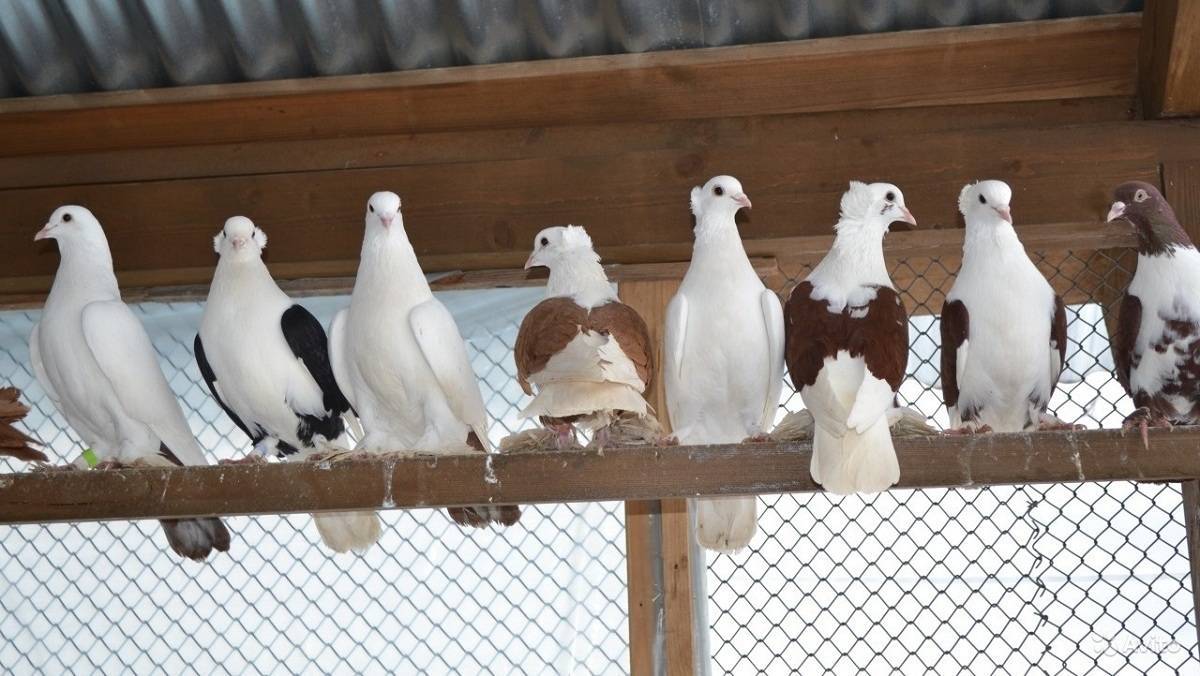 Бойные голуби: виды боя у пакистанцев, двухчубых и других видов