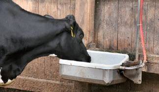 Почему корова после отела плохо ест: что делать, причины