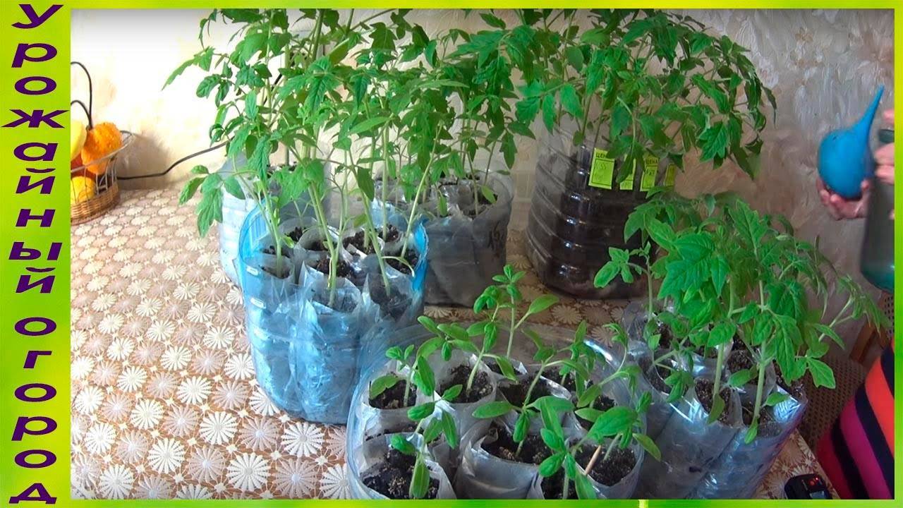 Пикировка рассады томатов в пеленке: как правильно осуществлять посадку семян и затем ухаживать за всходами, а также нюансы выращивания помидоров таким способом
