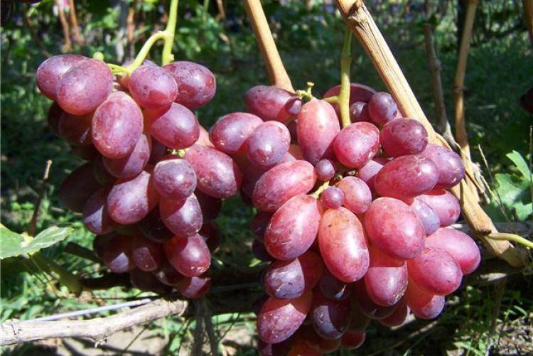 Виноград валентин описание сорта фото отзывы. отличный урожай без особых усилий — виноград валентина