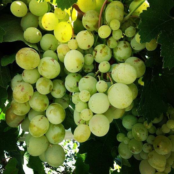 Особенности сорта винограда «подарок запорожью»