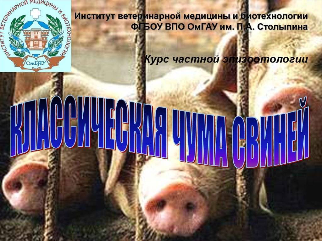 Вирус свиньи