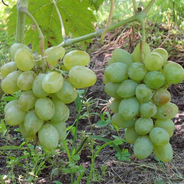 Виноград элегант: описание сорта, фото и отзывы садоводов