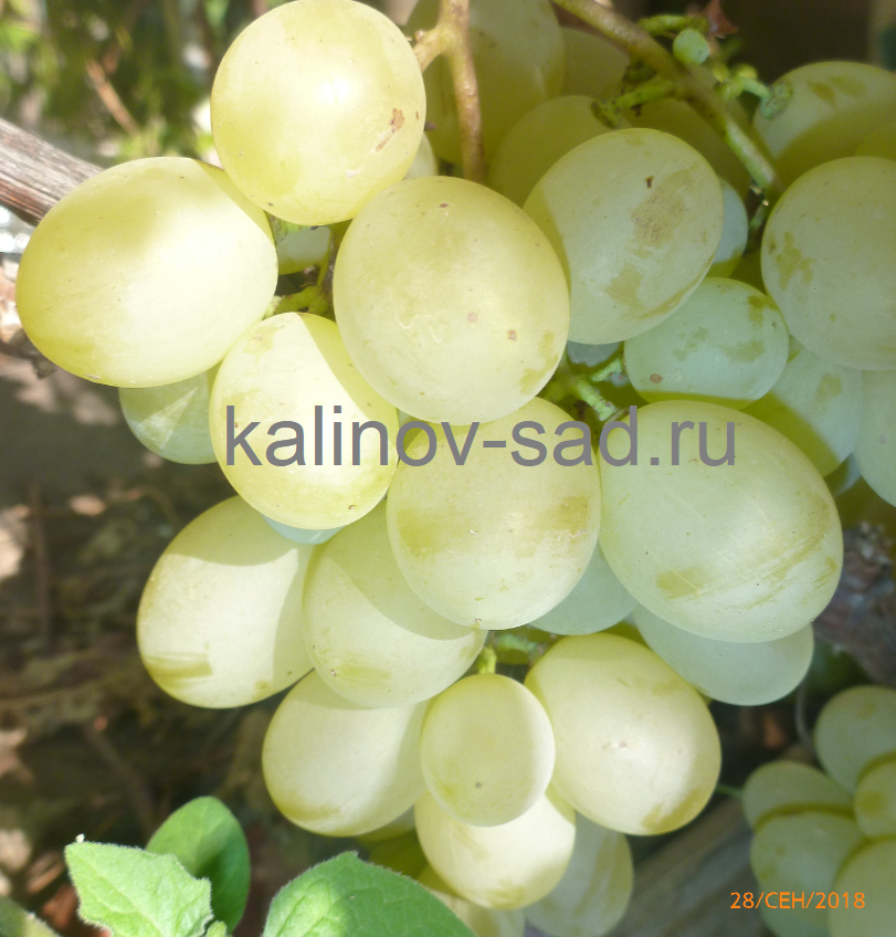 Неукрывные сорта винограда позднего созревания (с фото)