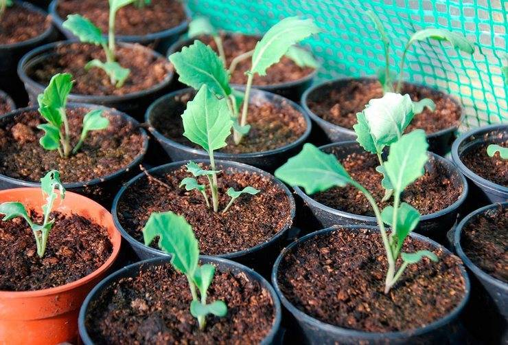 Когда и как сажать семена брюквы? практические рекомендации по выращиванию овоща