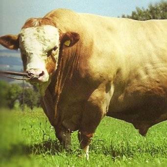Удачный выбор для частного или фермерского хозяйства — коровы «симментальской» породы