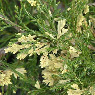 Можжевельник китайский экспанса вариегата (juniperus chinensis expansa variegata)