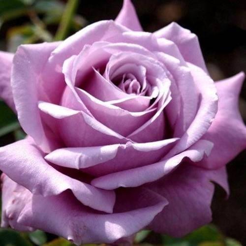 Все преимущества и недостатки розы сорта «блю парфюм»