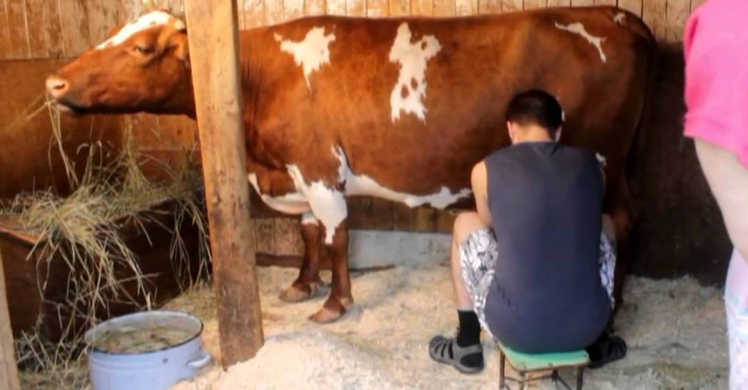 Когда появляется молоко у коровы: способы улучшения молочной продуктивности, особенности первого доения