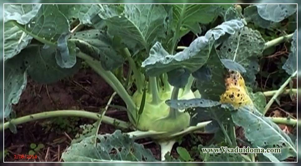 Как вырастить кольраби: все о посеве, уходе и сортах