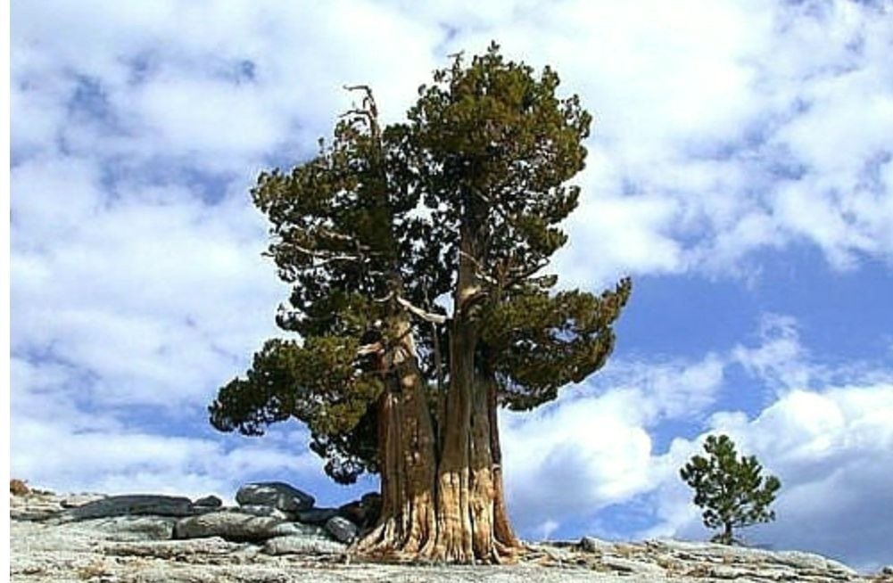 Самое старое дерево в мире – древняя сосна в калифорнии