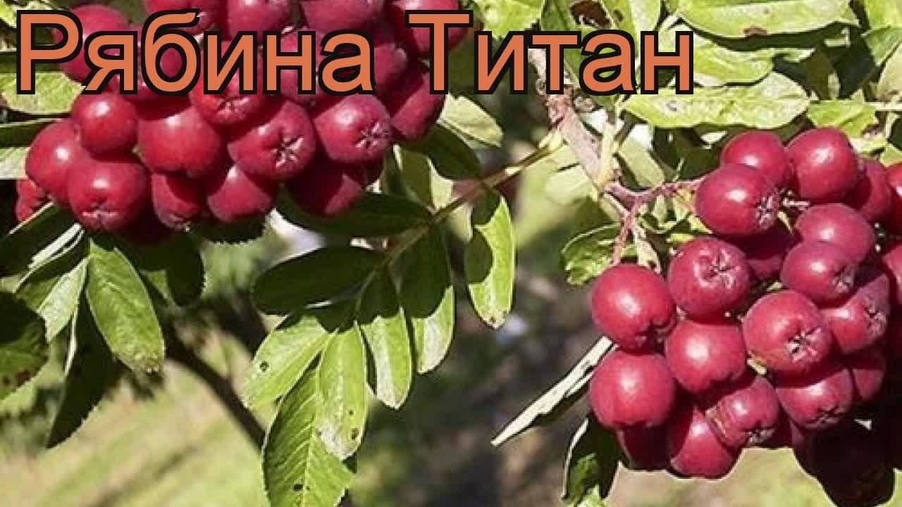 Рябина титан описание фото