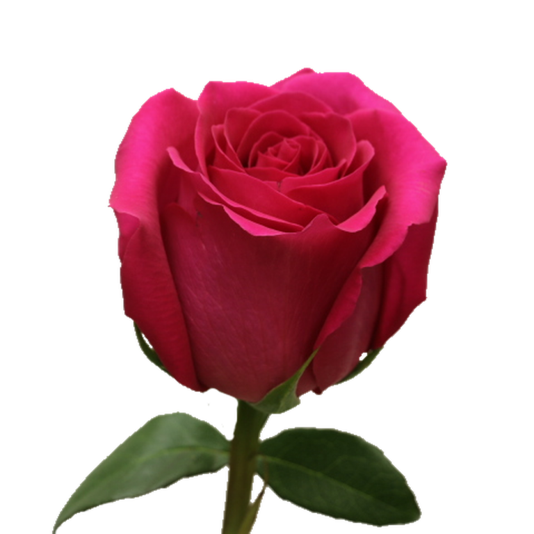 Роза пинк флойд (pink floyd) — характеристики сорта