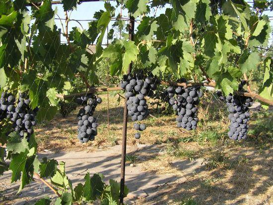 Страшенский — чёрный матовый сорт винограда с нежной мякотью