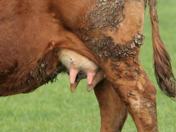 Болезни вымени у коров и их лечение