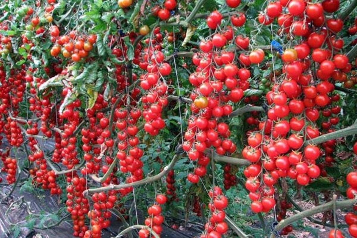Дюймовочка: описание сорта томата, характеристики помидоров, посев
