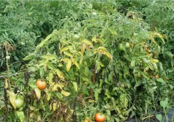 Желтеет рассада помидор: основные причины и советы что делать для спасения урожая (115 фото и видео)