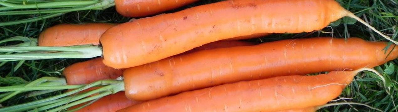Морковь семена: лучшие сорта, отзывы и описание, поздние и ранние для открытого грунта