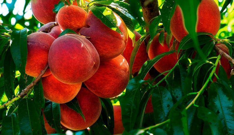 Как избавиться от курчавости листьев персика?