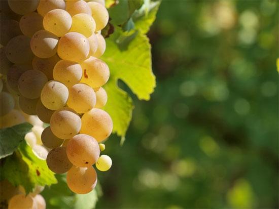Виноград с прекрасными качествами — «плевен мускатный»
