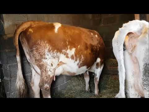 Что делать, если у коровы выпала матка: методы лечения и профилактики