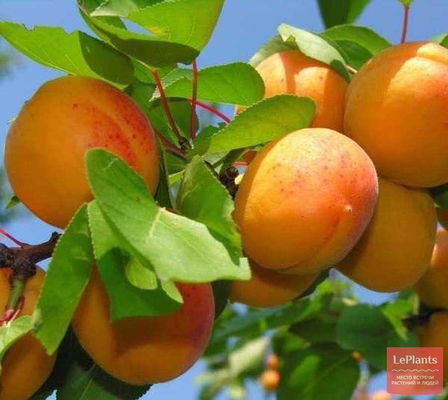 Описание и характеристика абрикоса маньчжурский
