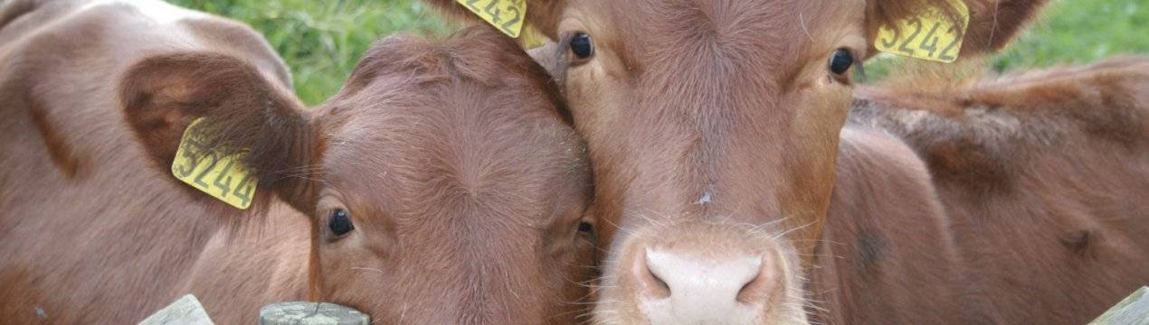 Бруцеллез у коров: признаки, симптомы и лечение
