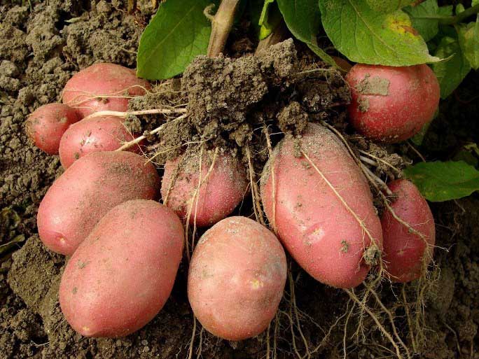 Картофель рябинушка — описание сорта, фото, отзывы, посадка и уход