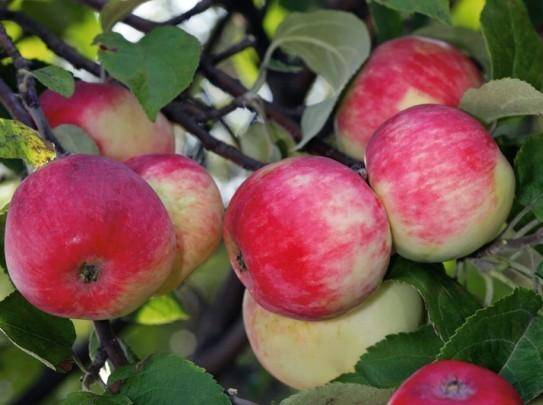 Сорт яблони анис свердловский – описание, фото