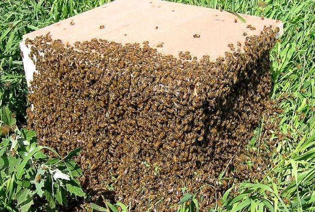 Как ухаживать за пчелами зимой и весной