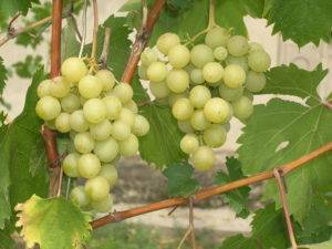 О винограде галбена ноу: описание и характеристики сорта, посадка и уход