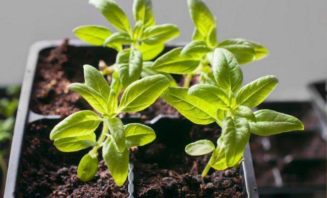 Как выращивать люпины из семян?