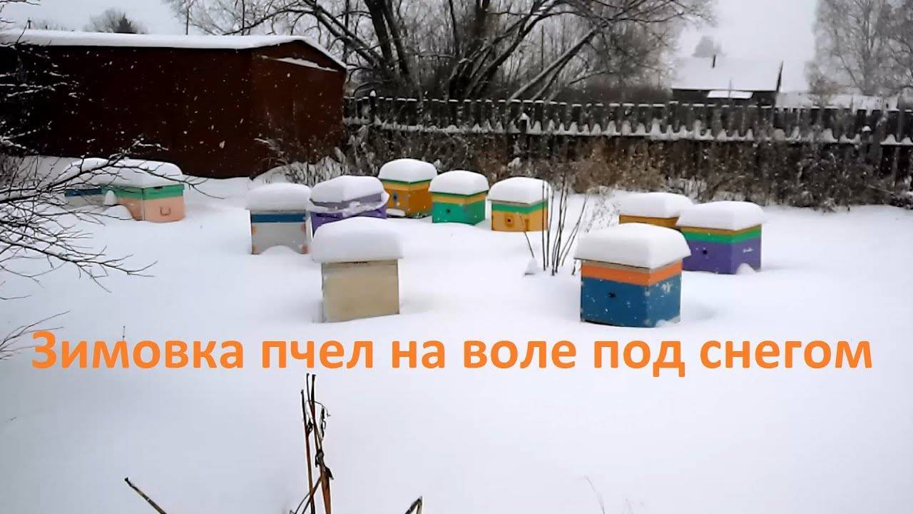 Подготовка пчел к зимовке на улице