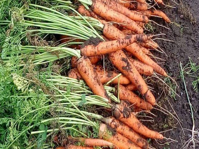 Подкормка моркови и свеклы народными средствами и минералами