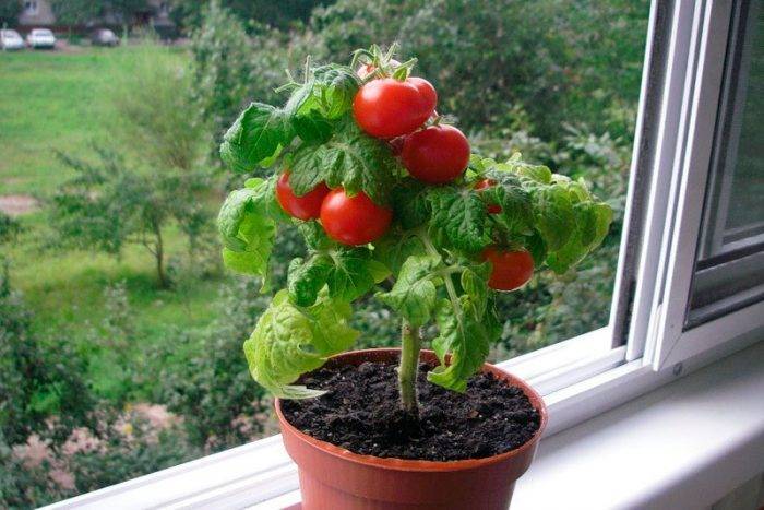 Выращивание помидоров зимой на окне в квартире: можно ли сажать комнатные томаты дома и какие сорта, как ухаживать и бороться с вредителями, советы начинающим