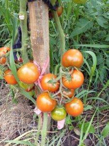 Сорт томата «виагра»: фото, отзывы, описание, характеристика, урожайность