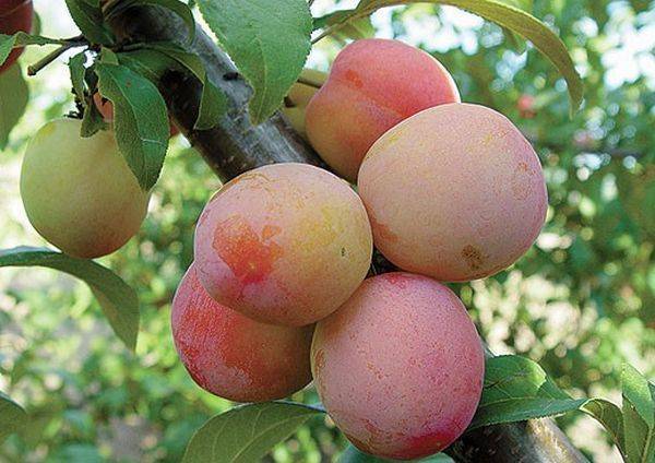 О выращивании гибридов: абрисливы, шарафуги, смеси яблока и сливы