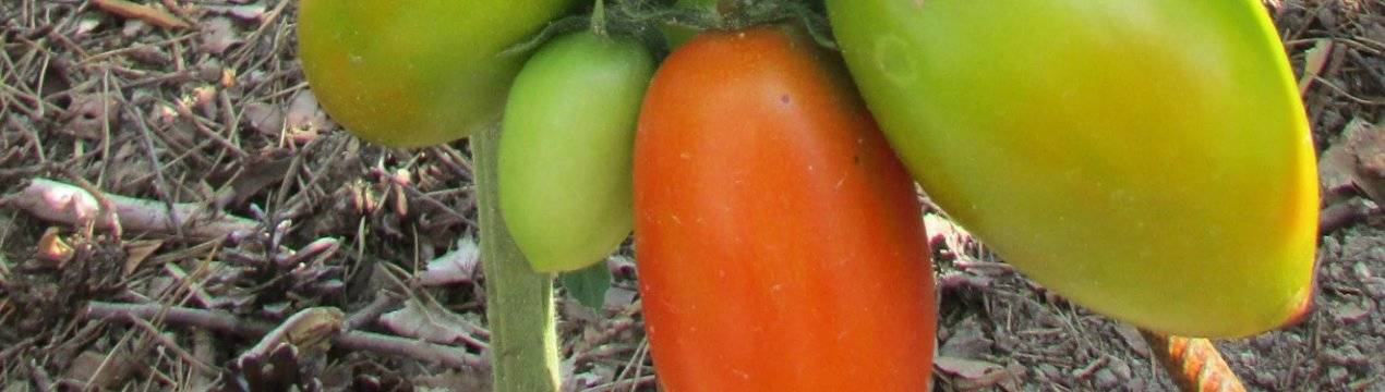 Обильный урожай и 7 достоинств: томаты челнок