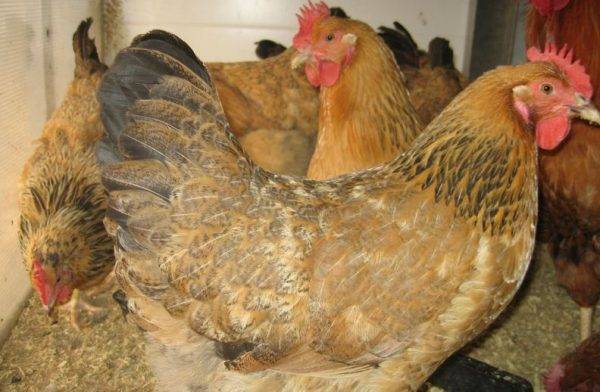 Кучинская юбилейная порода кур: описание и фото, характеристики, выращивание цыплят и петухов, инкубация яиц
