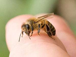 Укусила пчела - что делать? первая помощь при укусе пчелы