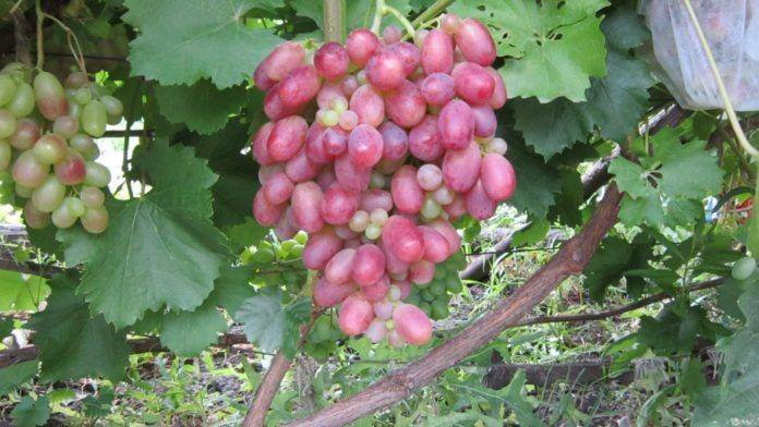 Самые хорошие неукрывные сорта винограда для подмосковья